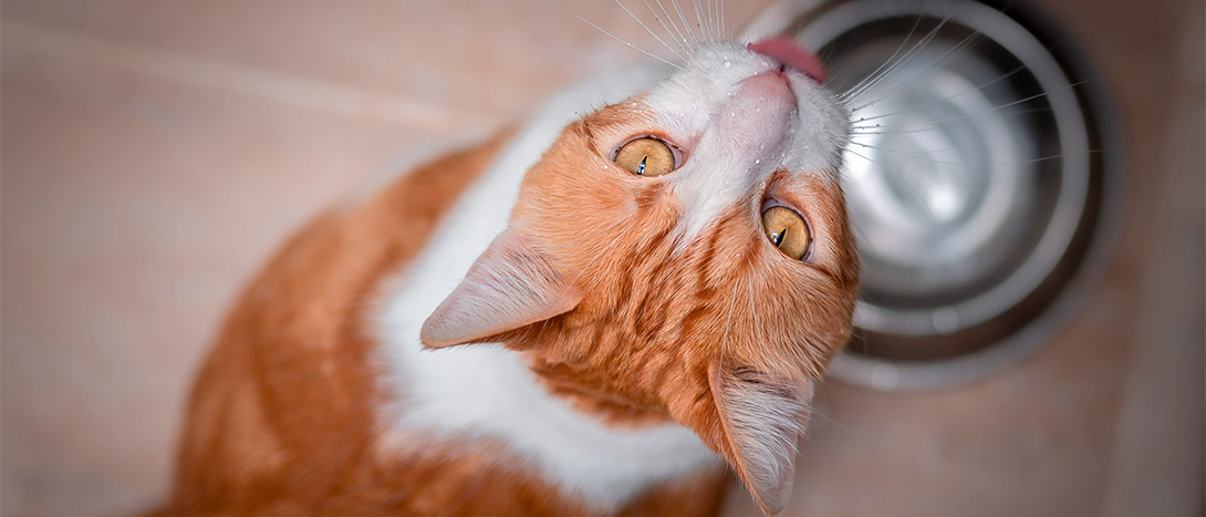 Bebedouro ou Fonte de Água para Gatos