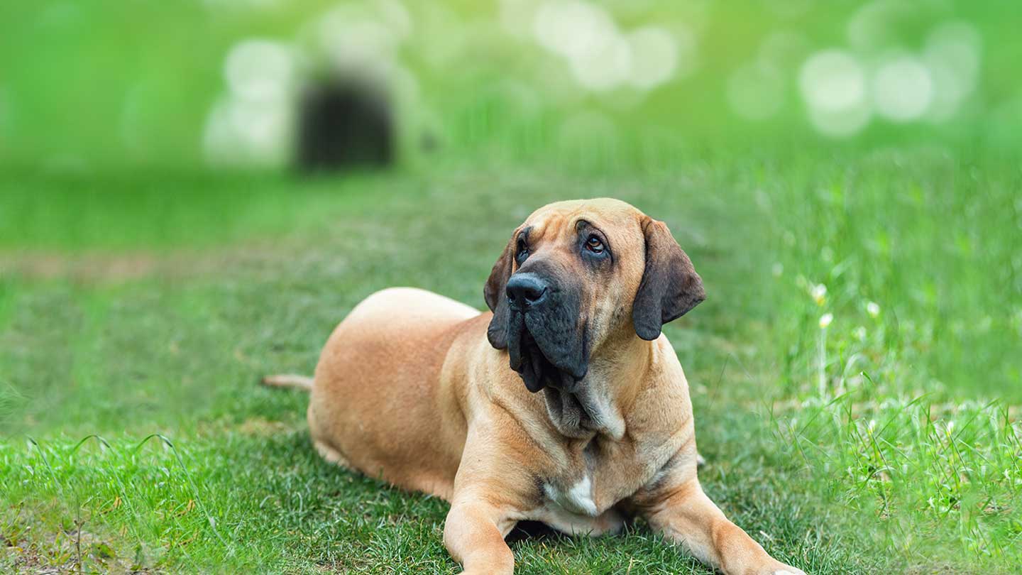 Cão de Fila Brasileiro