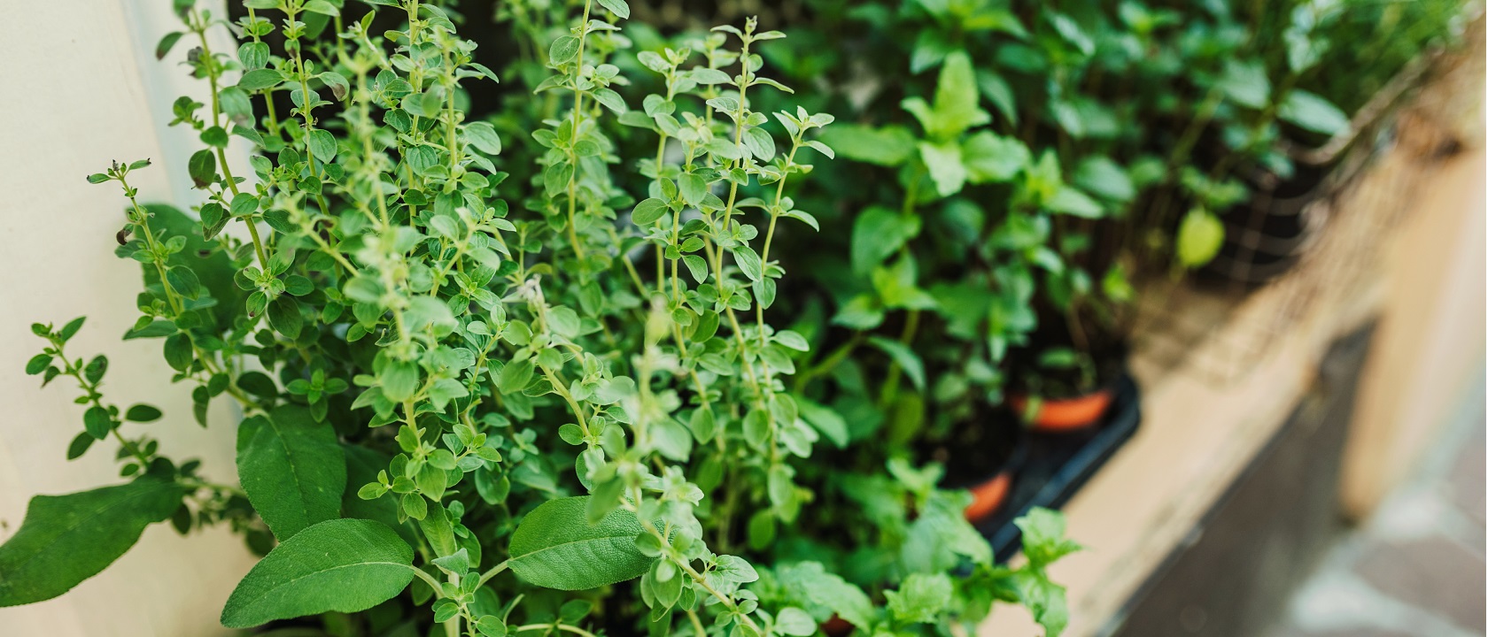 Jardim vertical de ervas aromáticas