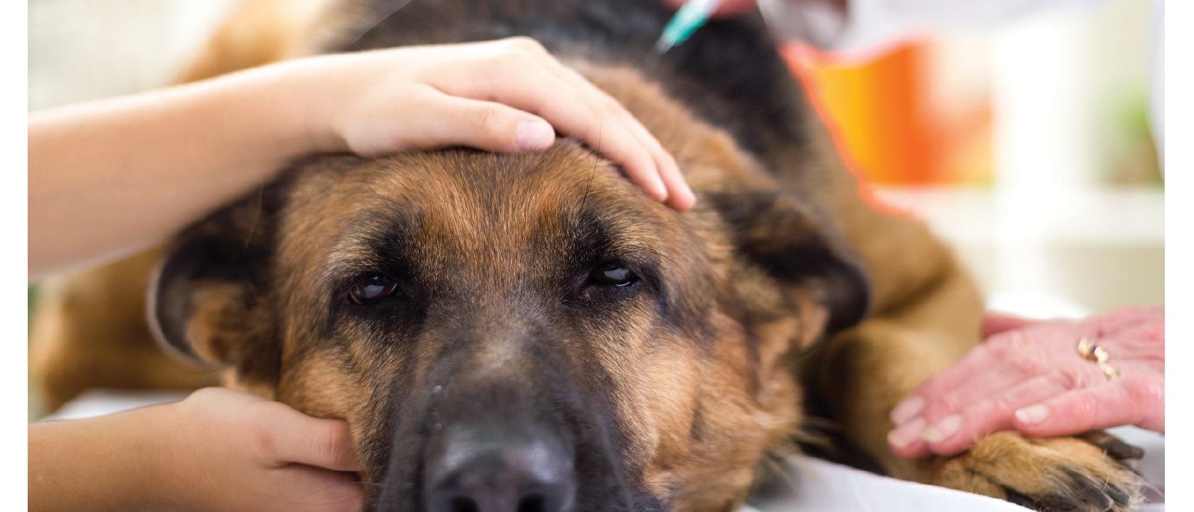 Vacinar cães: plano de vacinas para cães