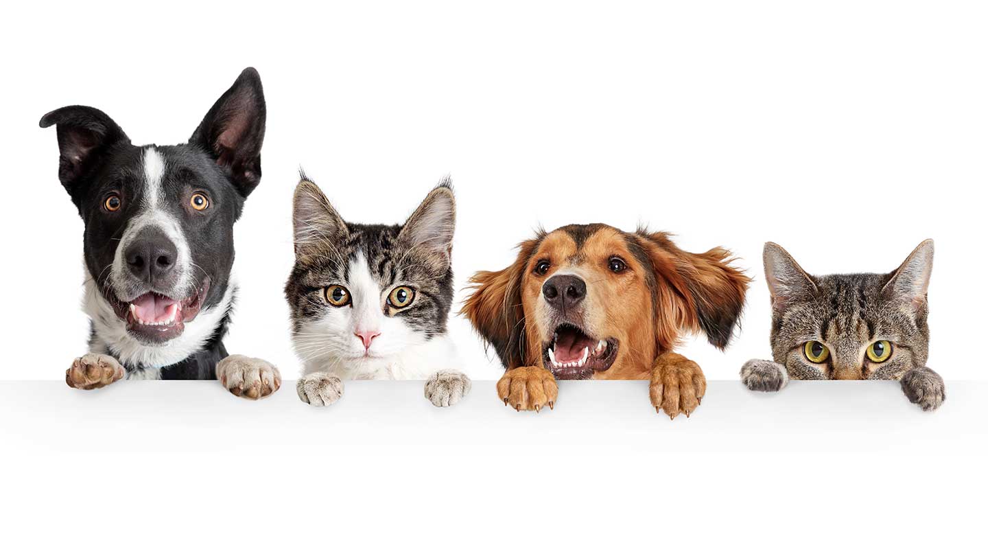 Visão dos cães e gatos