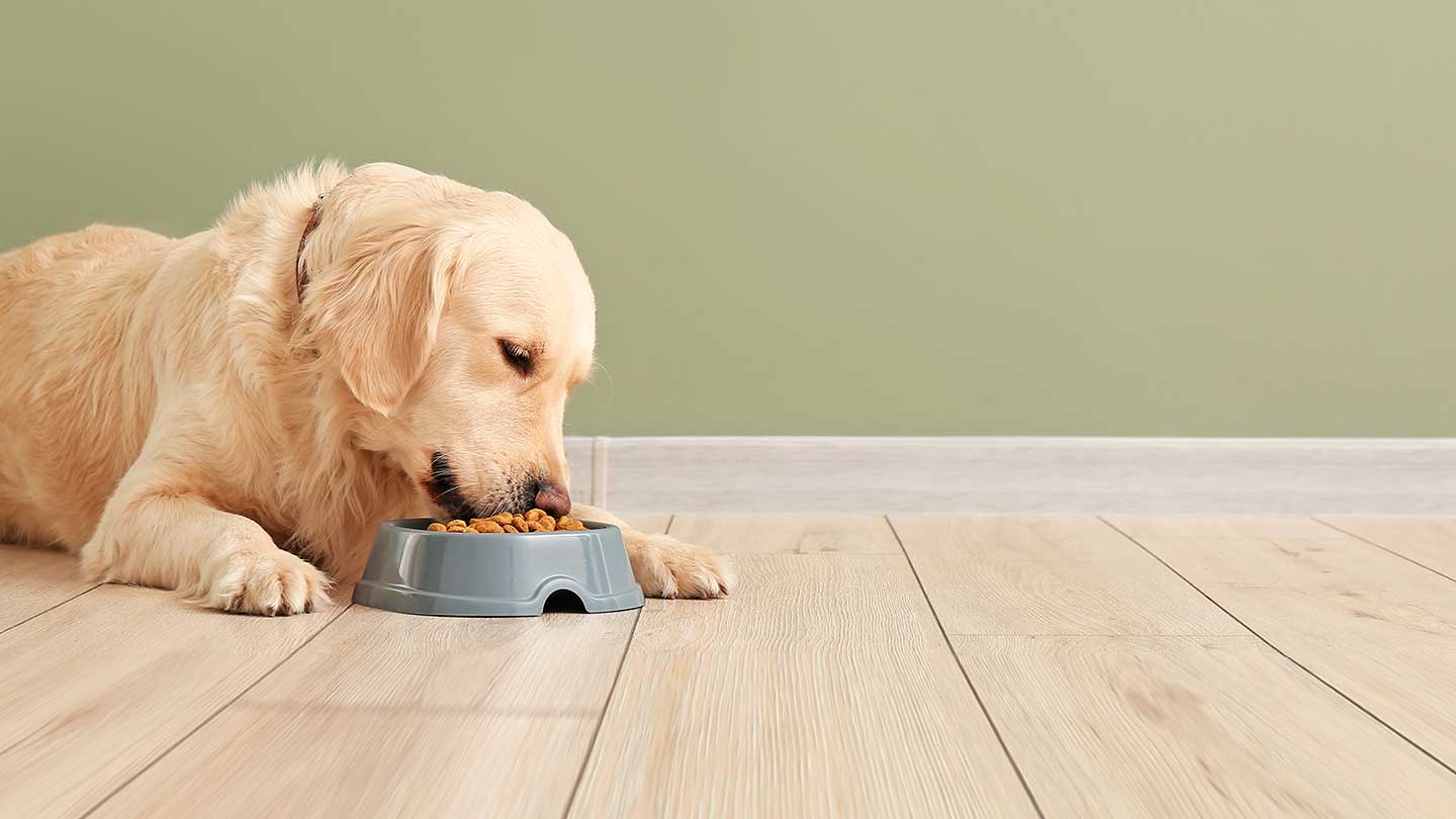 Porque é que o meu cão tem falta de apetite