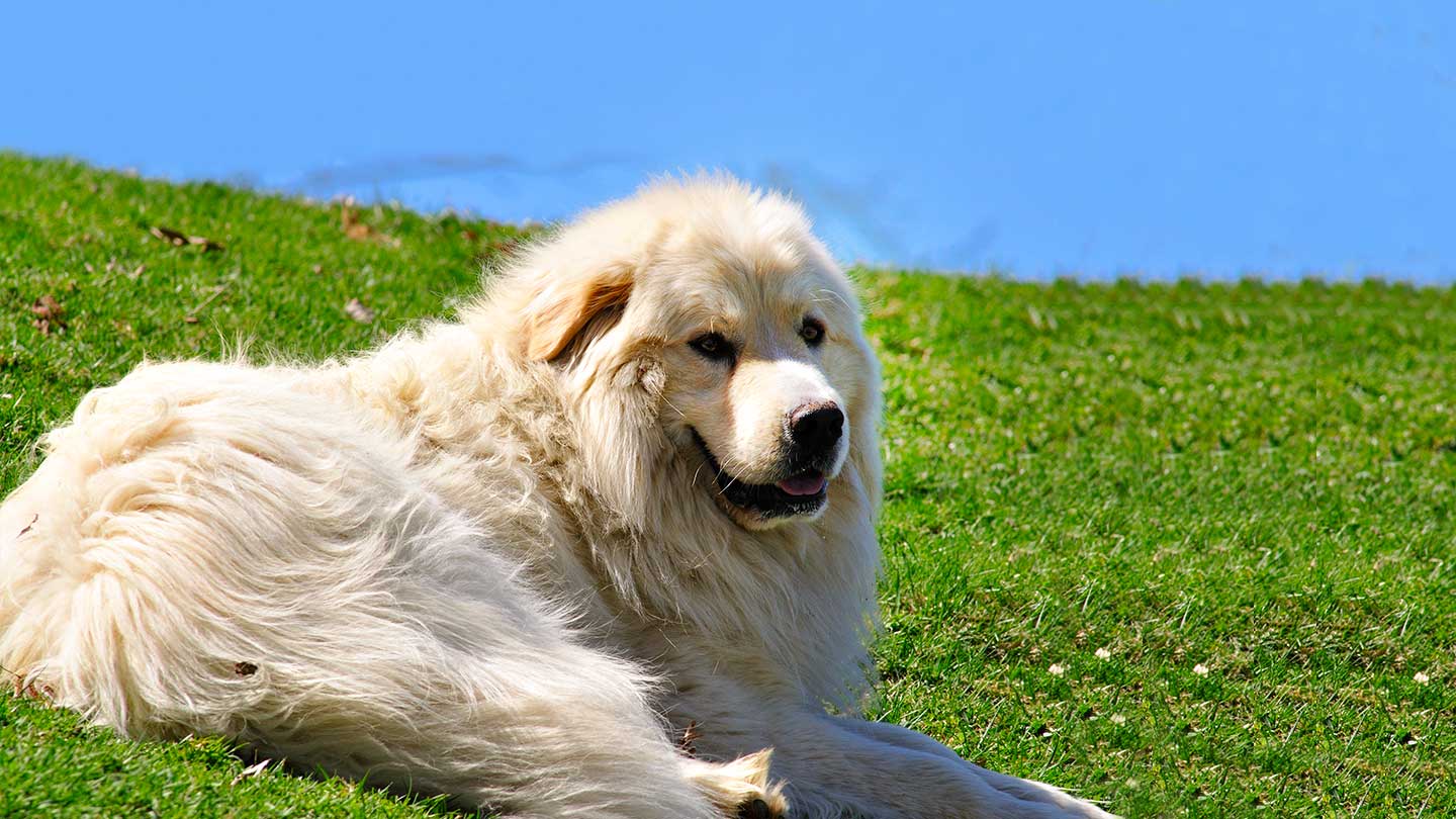 Cão de Montanha dos Pirenéus