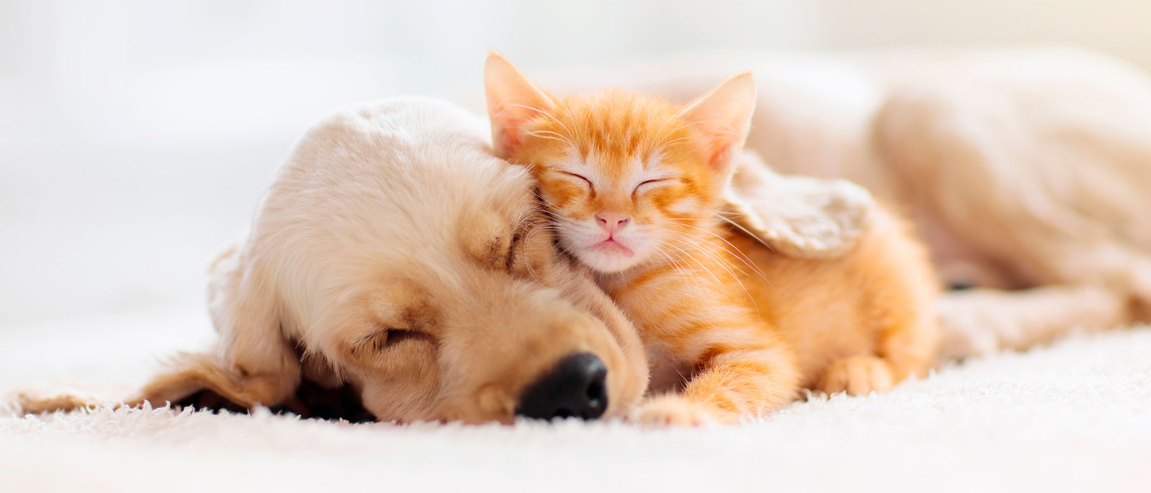 Produtos para animais