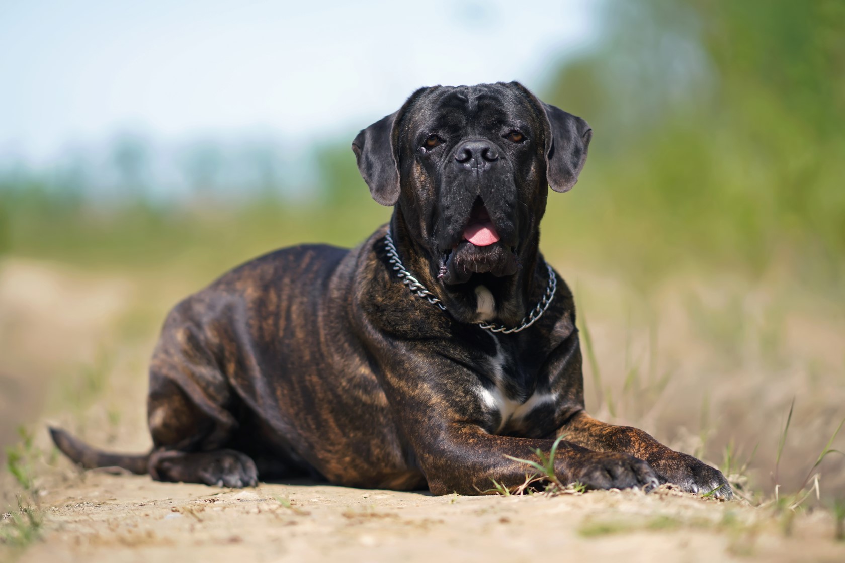 Cane Corso Italiano