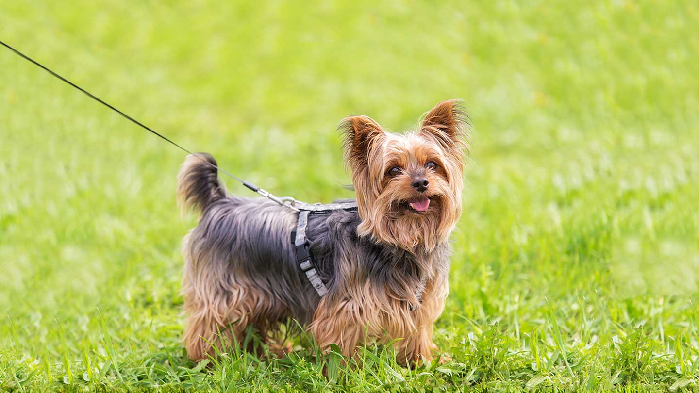 Yorkshire Terrier