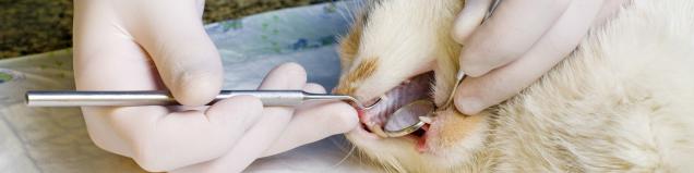 Gatos Crescimento Bacteriano