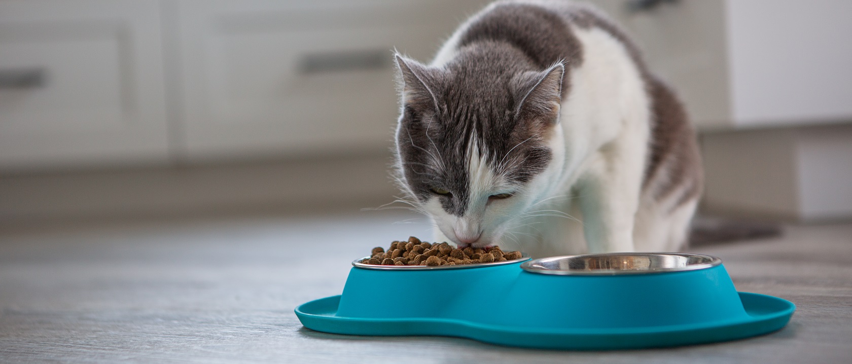 Melhor Ração Para Gato