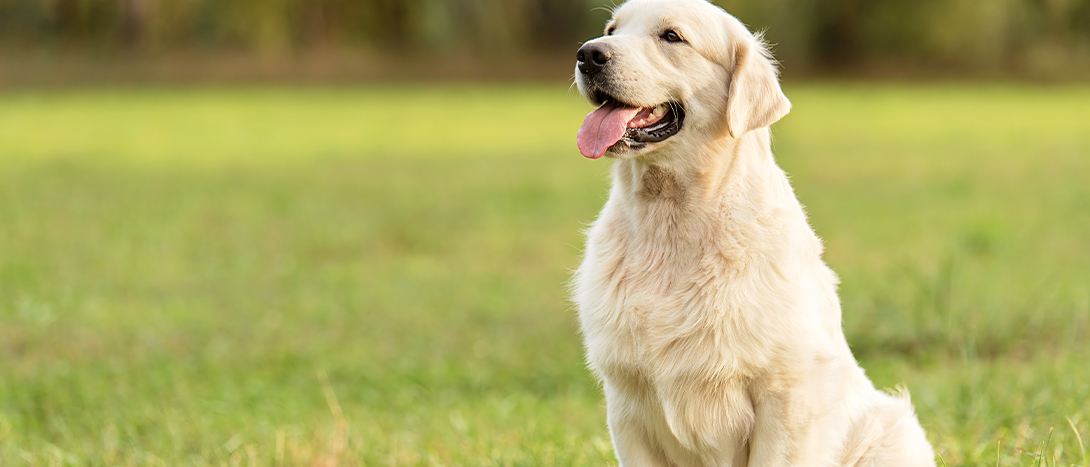 Golden Retriver