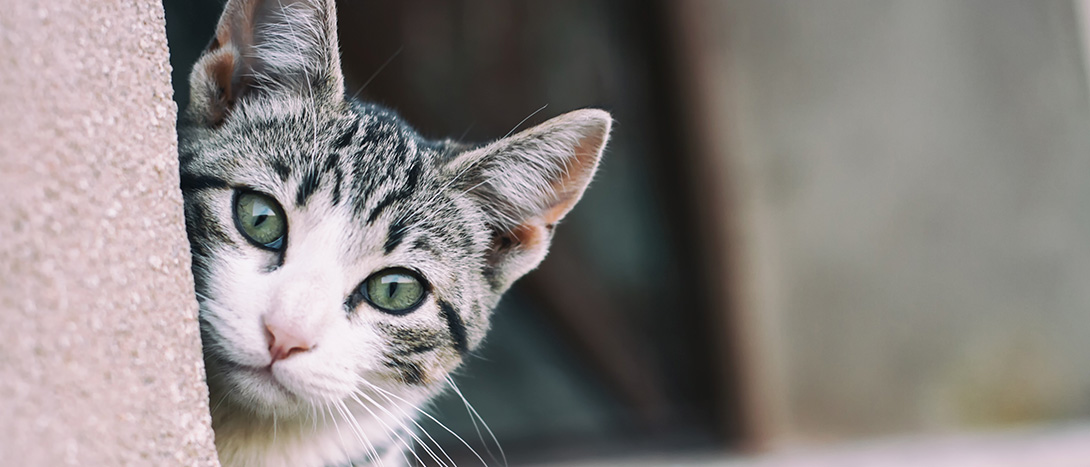 Areia para Gatos: Tipos, Benefícios e Dicas