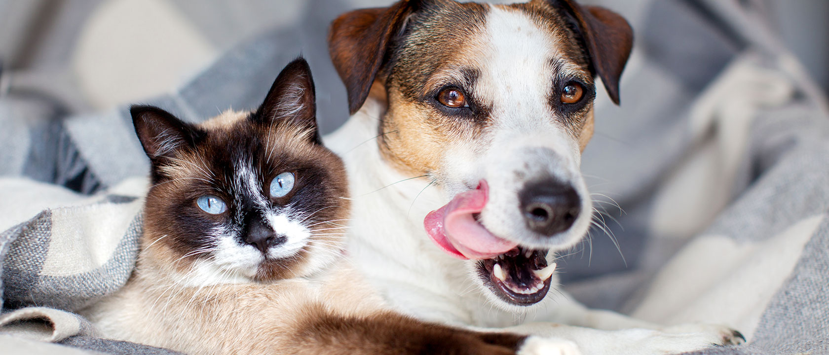 Queda de pelo em cães e gatos