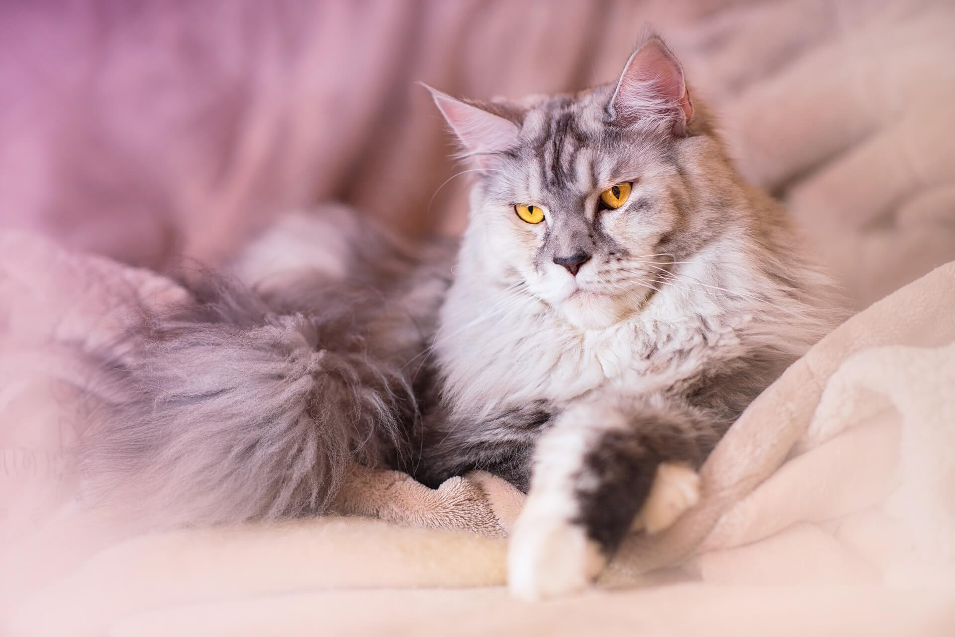 gato maine coon