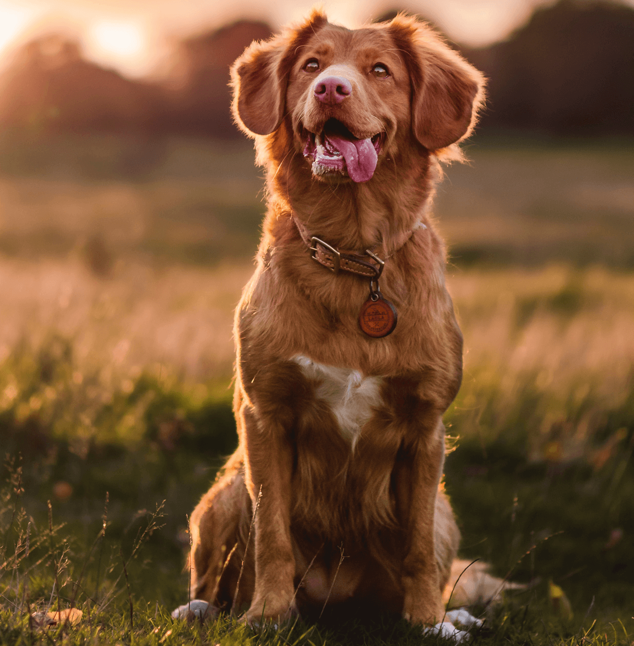 Locais Pet Friendly: restaurantes e alojamento