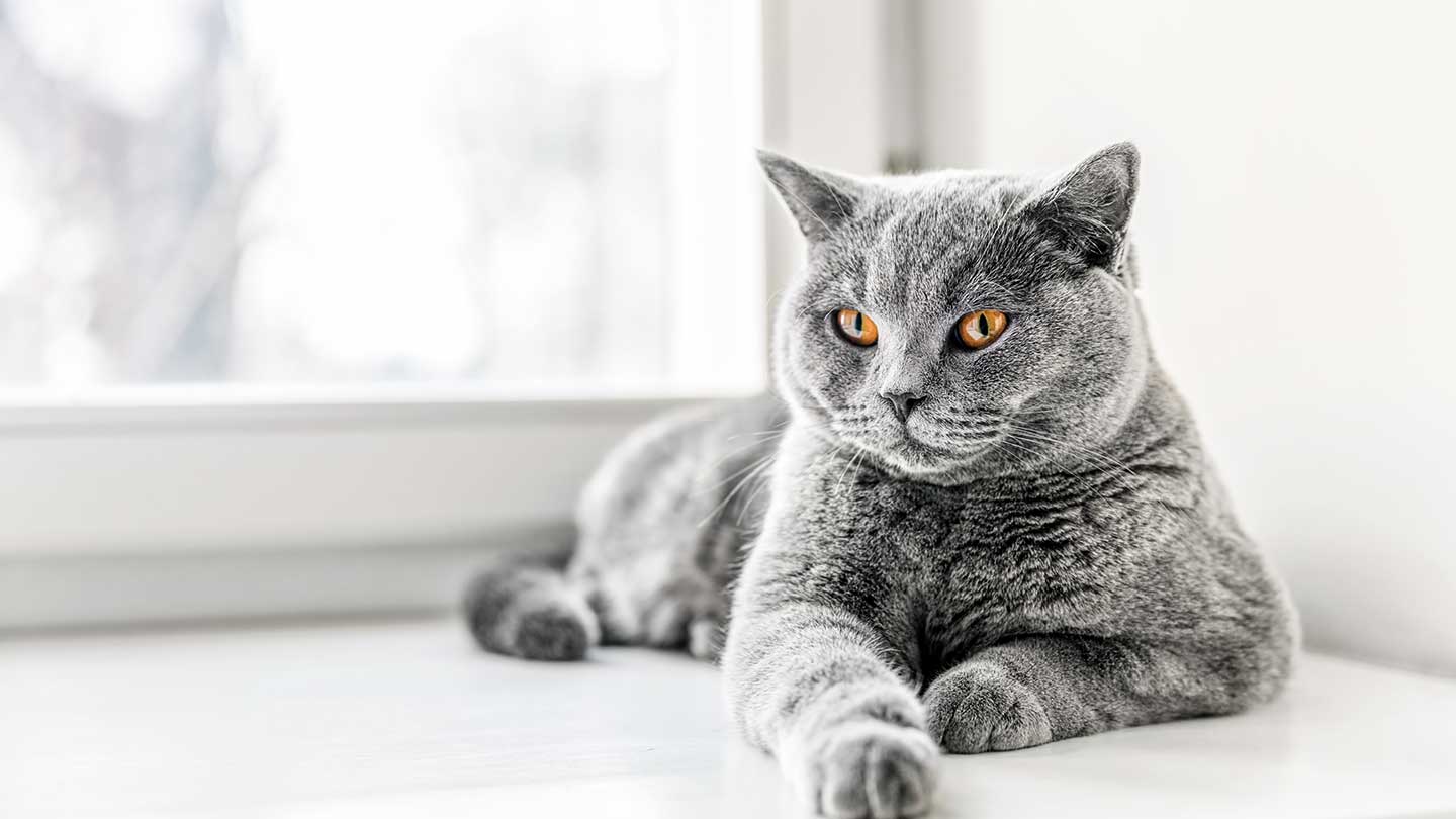British Shorthair