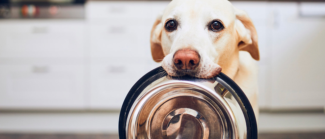 Cães podem comer frutos secos