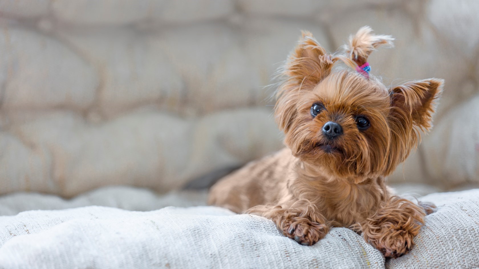 raças de cães pequenos 