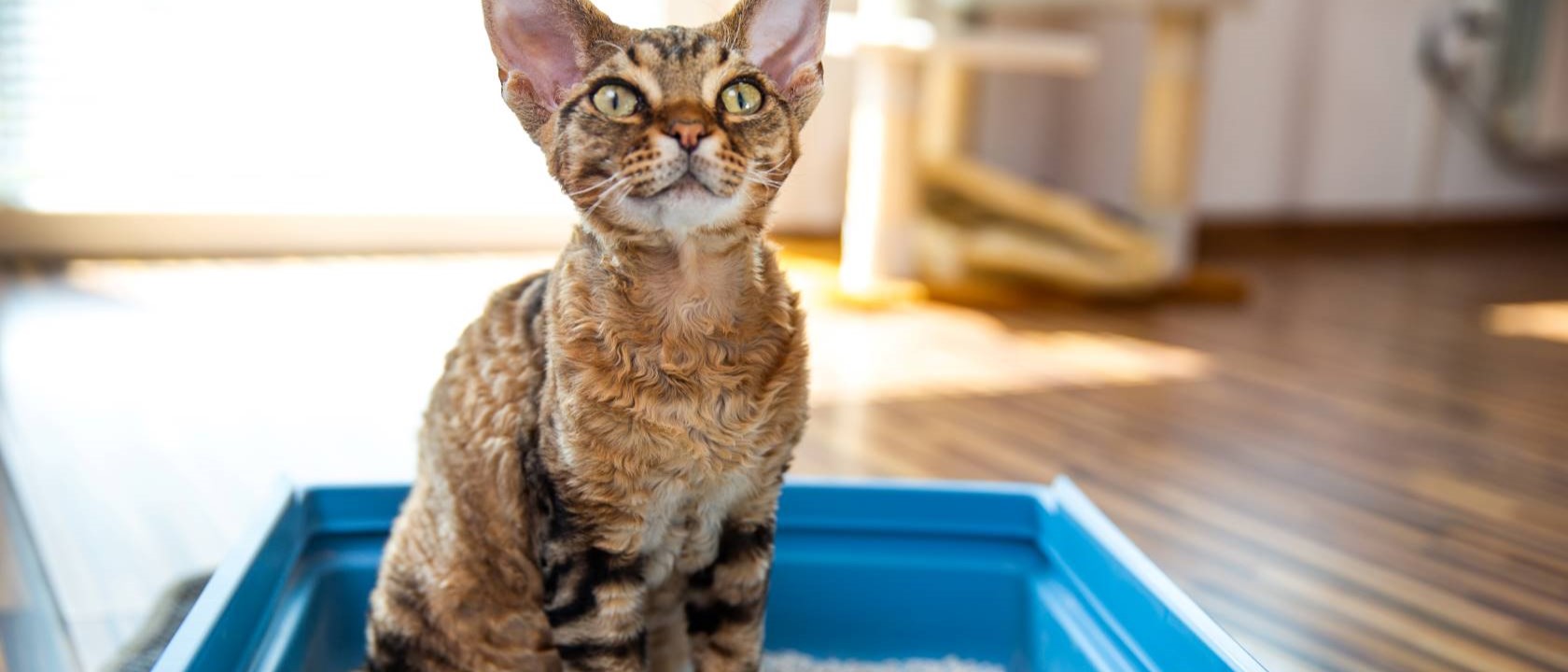 Qual a melhor areia para gatos