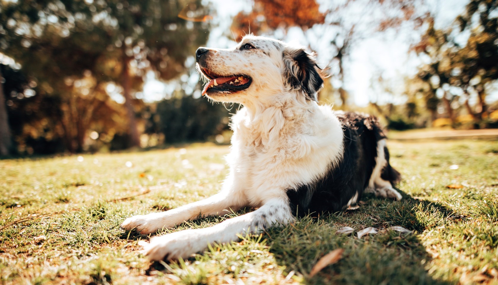 raças de cães grandes 