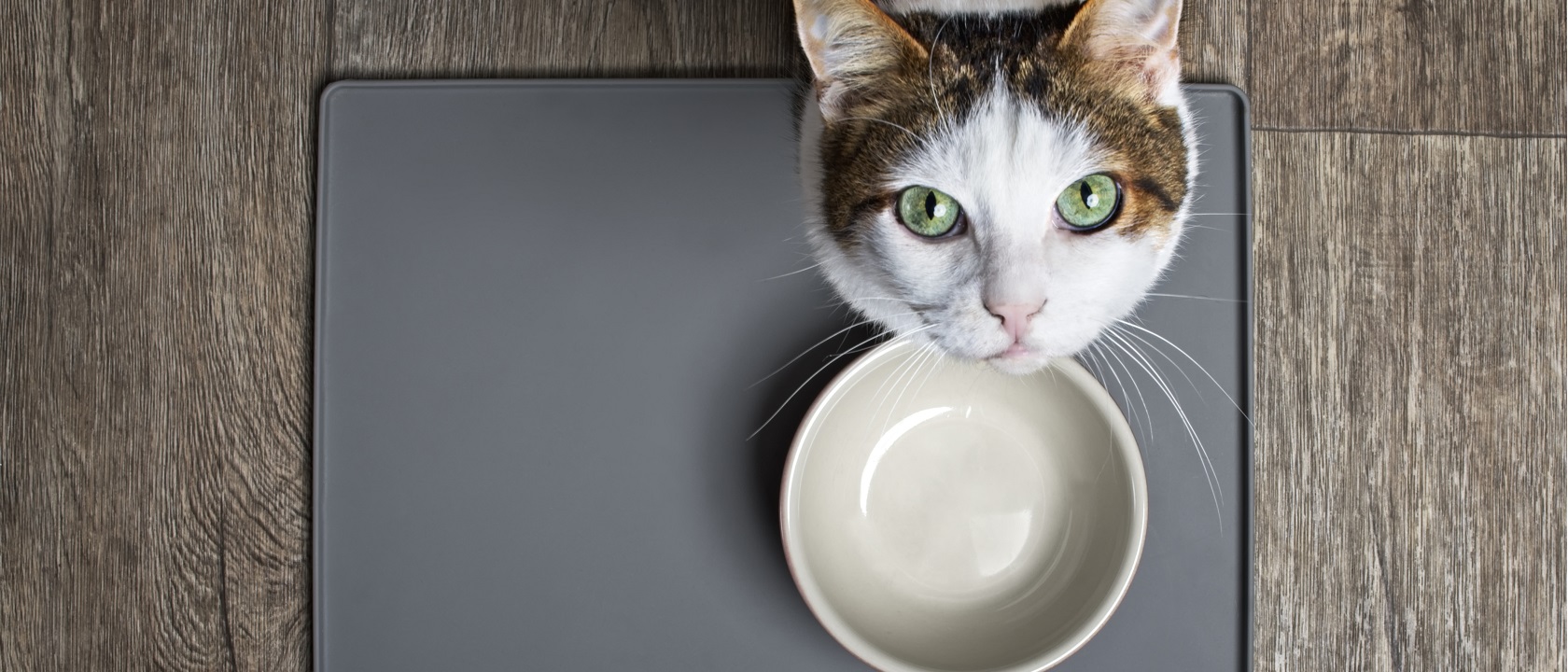 Melhor Comida Húmida Para Gatos